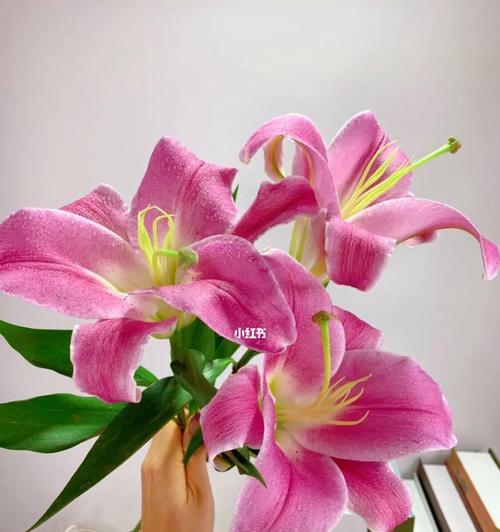 什么是罗宾娜百合花？罗宾娜百合的特征和养护方法是什么？