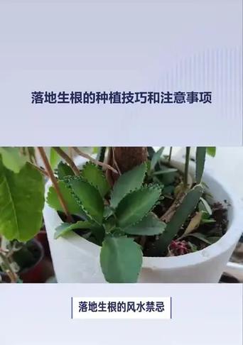 落地生根的养殖方法和注意事项？