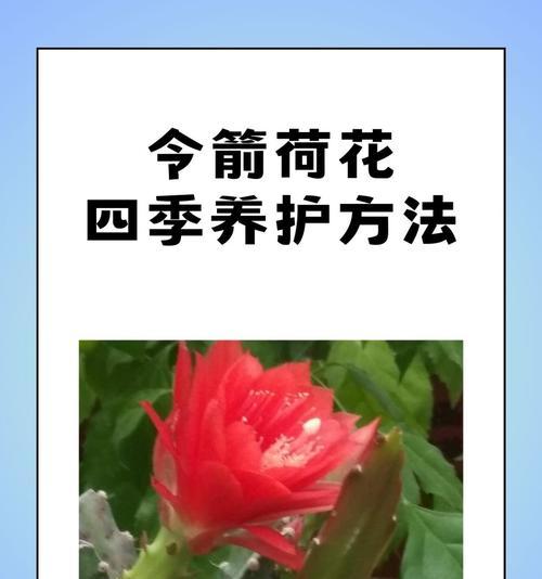 冬季荷花如何养护？需要注意哪些事项？