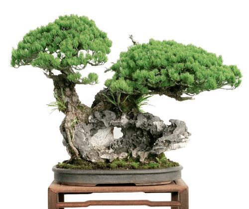 盆景附石技巧是什么？