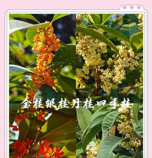 四季桂的冬季养护方法和常见问题有哪些？