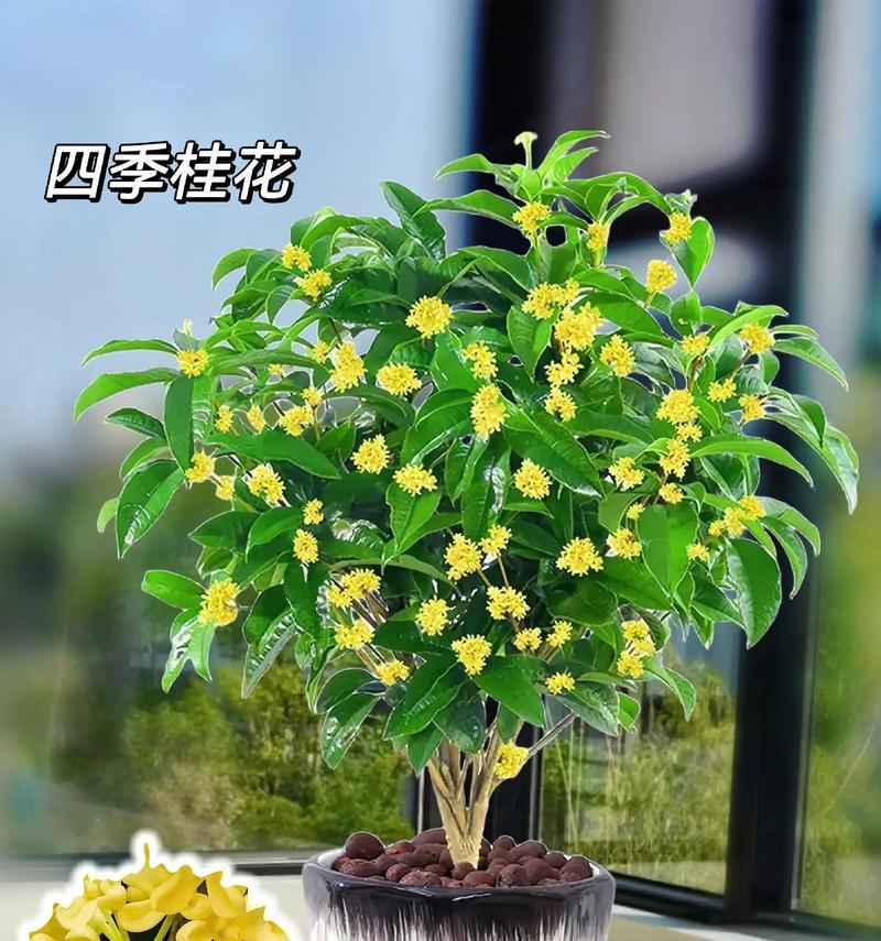四季桂的冬季养护方法和常见问题有哪些？