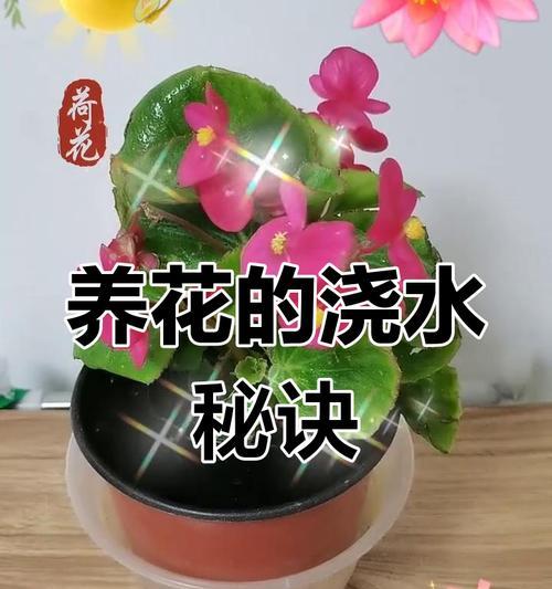 花卉浇水的正确方法是什么？怎样避免过量或不足？
