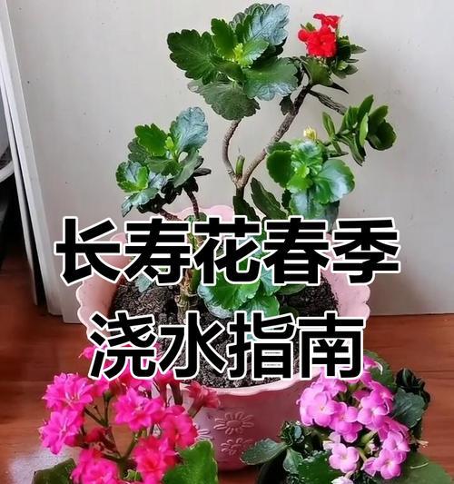花卉浇水的正确方法是什么？怎样避免过量或不足？