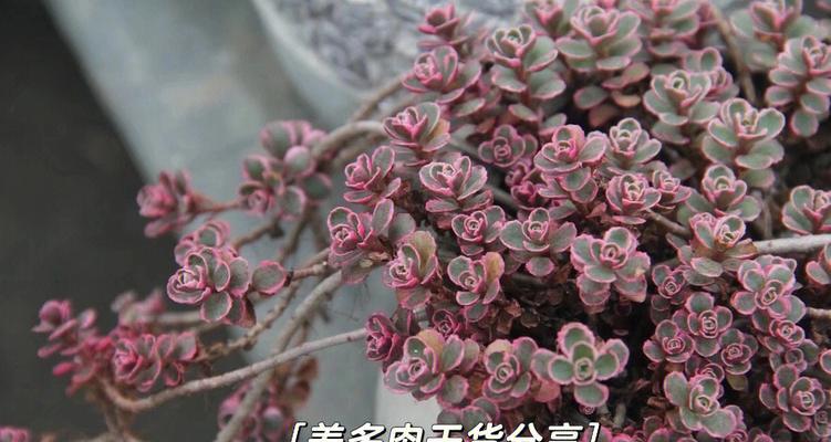 吉祥冠的养殖方法是什么？