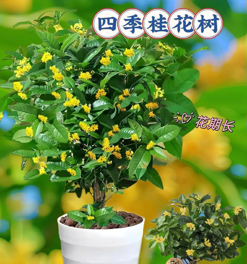 哪些植物可以月月开花？月月开花的植物有哪些？