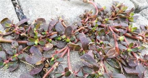 马齿苋有哪些种类？不同种类的马齿苋有何特点？