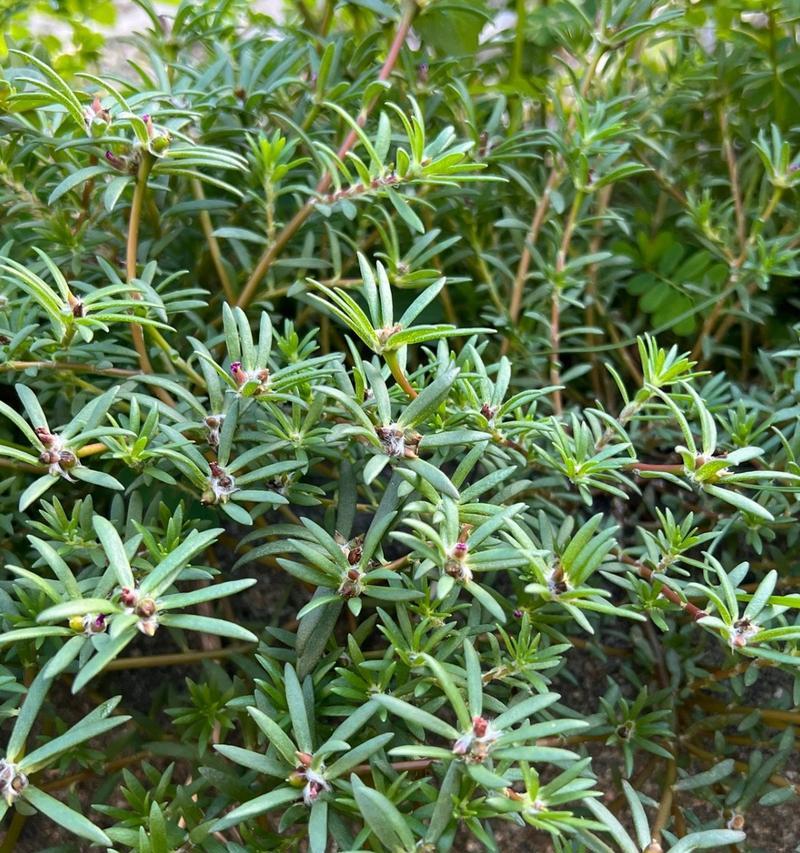 马齿苋有哪些种类？不同种类的马齿苋有何特点？