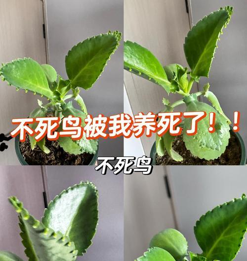 死不了品种有哪些？死不了植物的养护和繁殖方法是什么？