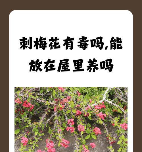 哪些花草适合室内养？室内养花的好处是什么？