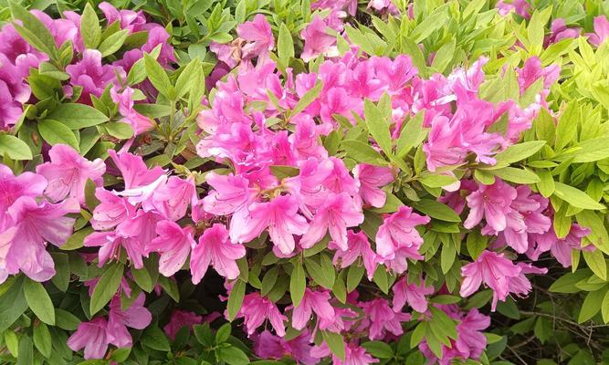 杜鹃花特征：杜鹃花的外观和特点是什么？