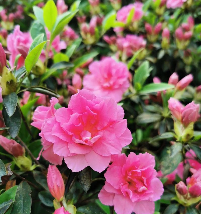 杜鹃花特征：杜鹃花的外观和特点是什么？