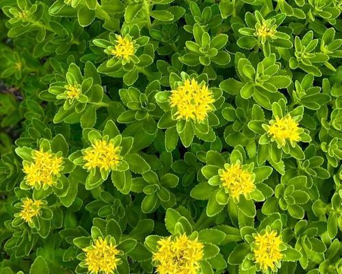 三七绿植的养殖方法是什么？