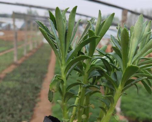 三七绿植的养殖方法是什么？