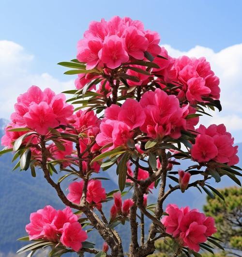 杜鹃花怎么栽？有哪些注意事项？
