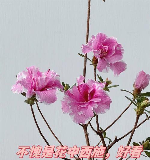 杜鹃花怎么栽？有哪些注意事项？