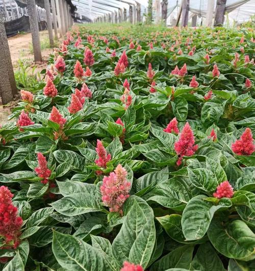 进口草花品种有哪些？它们的适应性如何？