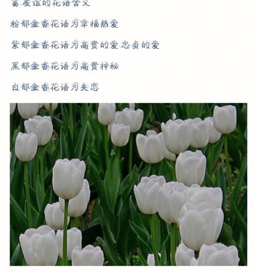 花朵网的使用方法和常见问题有哪些？