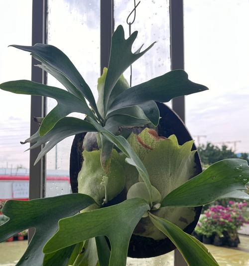 蕨类植物繁殖方法有哪些？如何提高繁殖成功率？