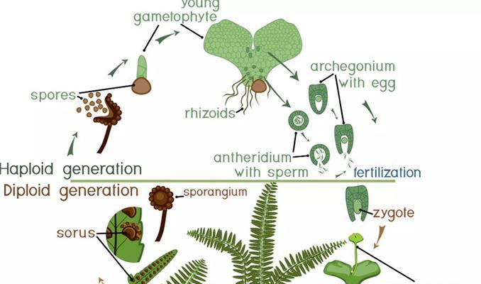 蕨类植物繁殖方法有哪些？如何提高繁殖成功率？