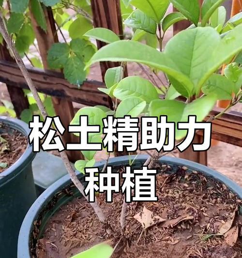 盆景松土的最佳时机是什么时候？松土有哪些注意事项？