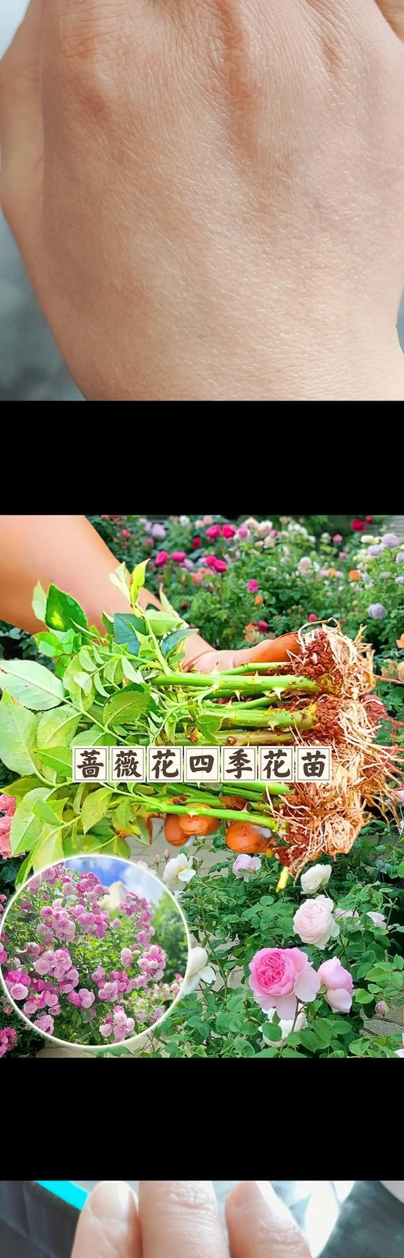 蔷薇花修剪的最佳时机是什么时候？
