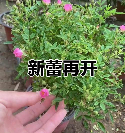 蔷薇花修剪的最佳时机是什么时候？