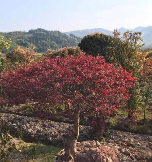 红枫种植技巧有哪些？红枫种植过程中需要注意什么？