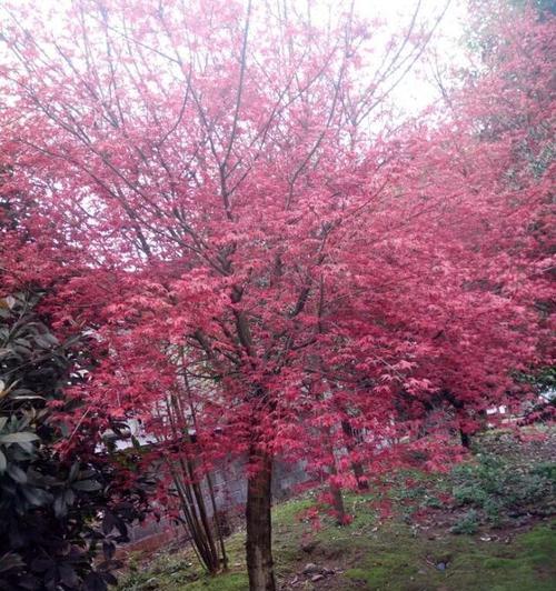 红枫种植技巧有哪些？红枫种植过程中需要注意什么？