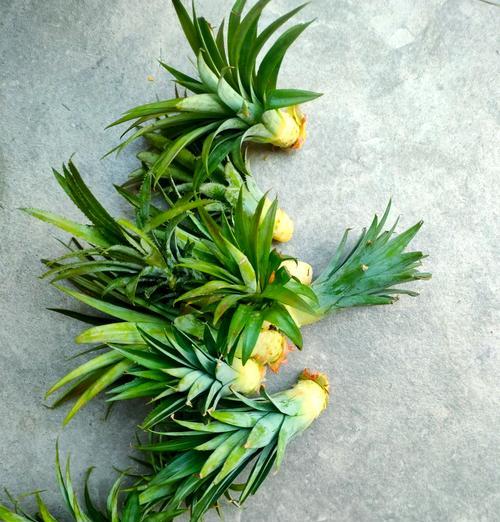 菠萝头的种植方法有哪些？怎样才能成功生根？