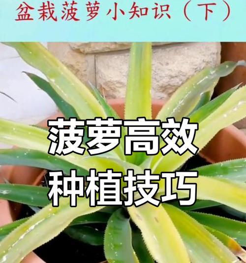 菠萝头的种植方法有哪些？怎样才能成功生根？