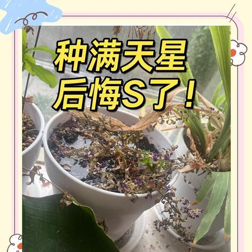 满天星种子获取途径有哪些？