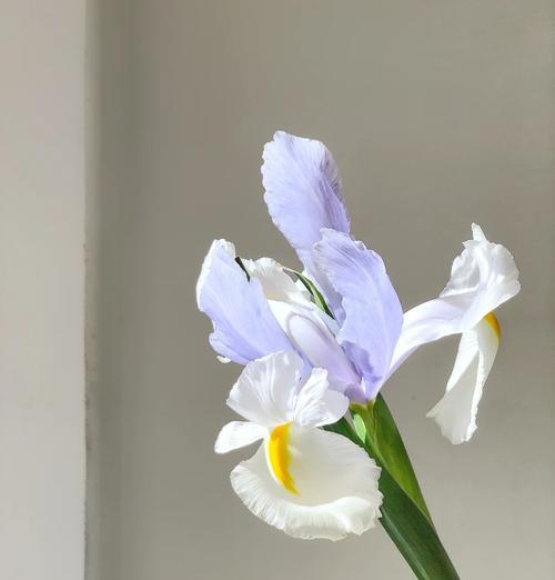 鸢尾花的开花季节是什么时候？鸢尾花的养护要点有哪些？