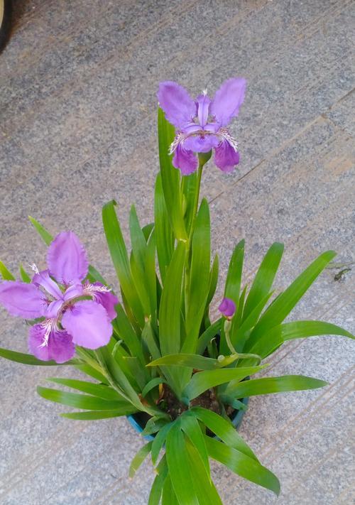 鸢尾花的开花季节是什么时候？鸢尾花的养护要点有哪些？