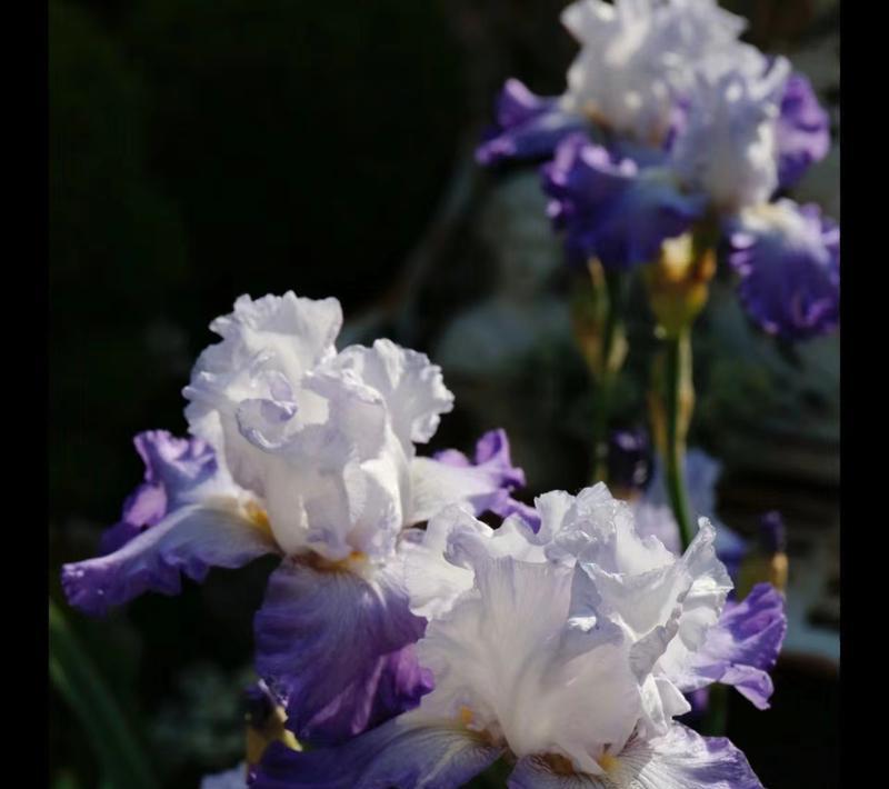 鸢尾花的开花季节是什么时候？鸢尾花的养护要点有哪些？