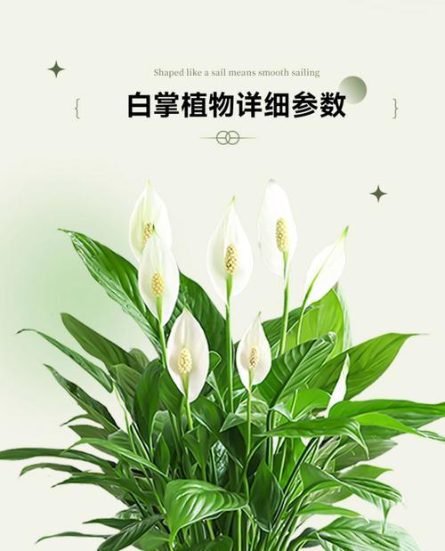 白掌浇水的正确频率和技巧是什么？