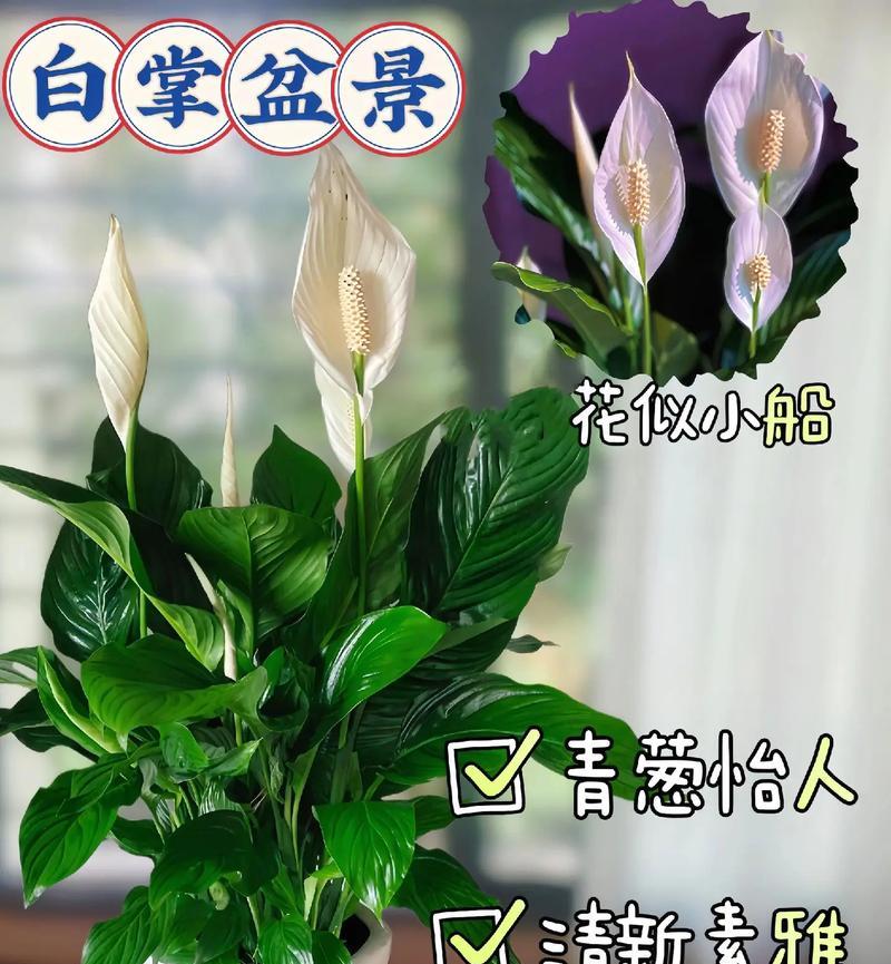 白掌浇水的正确频率和技巧是什么？