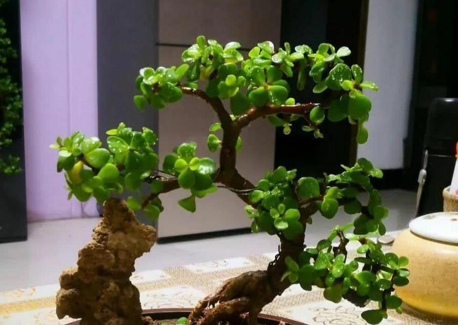 金枝玉叶植物的开花期是什么时候？如何管理以确保开花？