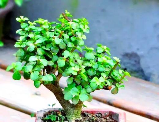 金枝玉叶植物的开花期是什么时候？如何管理以确保开花？