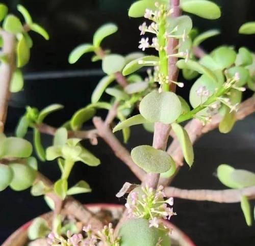 金枝玉叶植物的开花期是什么时候？如何管理以确保开花？