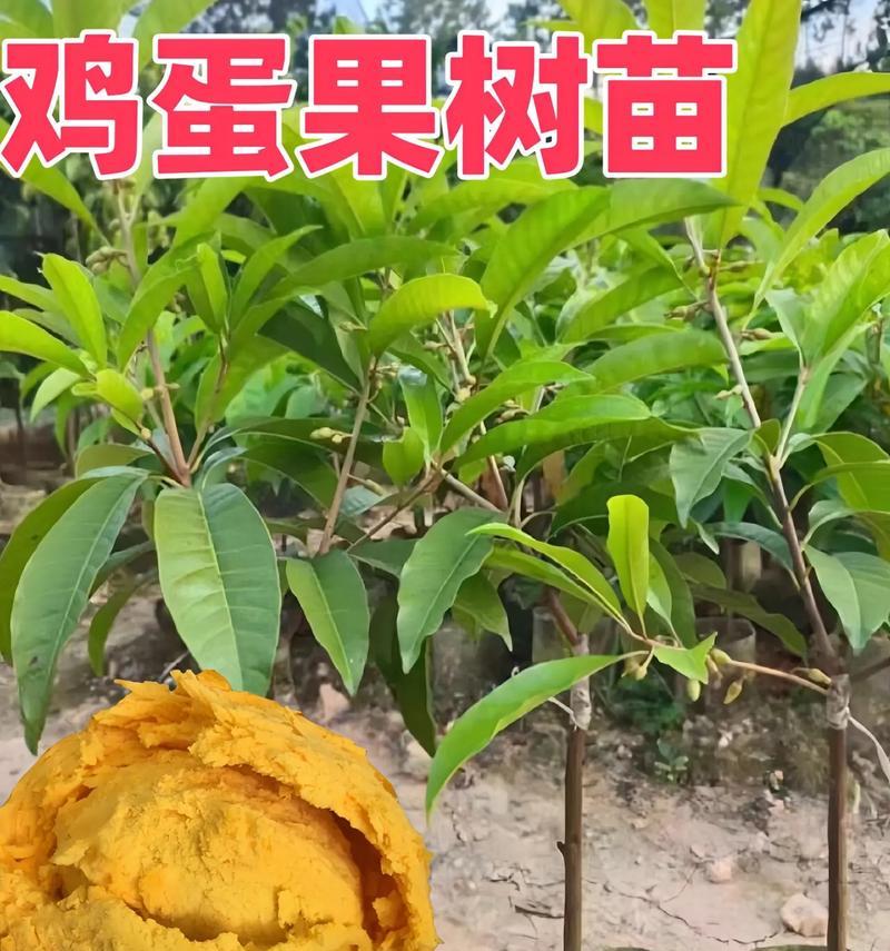蛋黄果的品种有哪些？蛋黄果的种植和食用方法是什么？