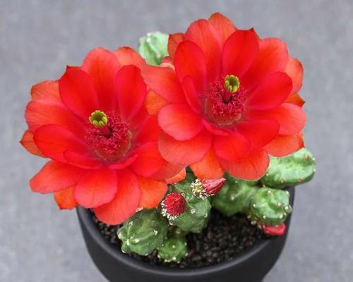 开花仙人掌有哪些品种？它们的花期和特点是什么？