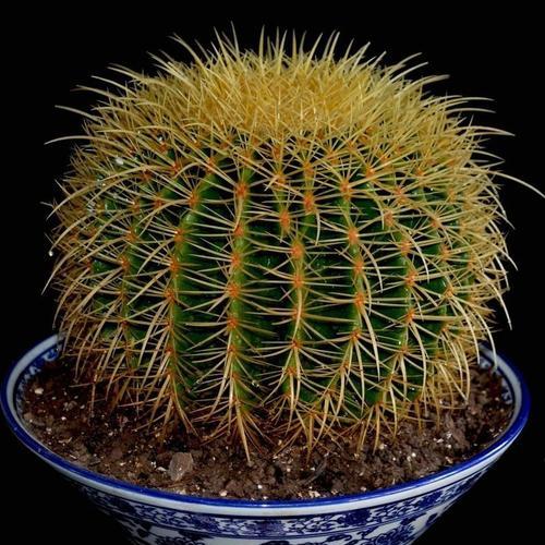 开花仙人掌有哪些品种？它们的花期和特点是什么？