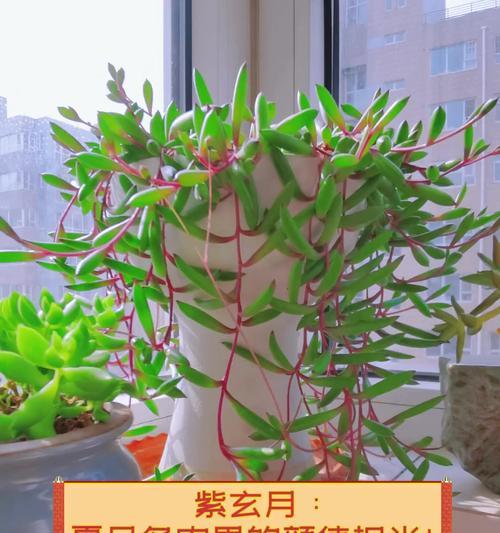 紫佛珠的养殖技巧是什么？