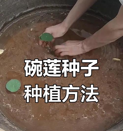 碗莲种子的种植方法和注意事项是什么？