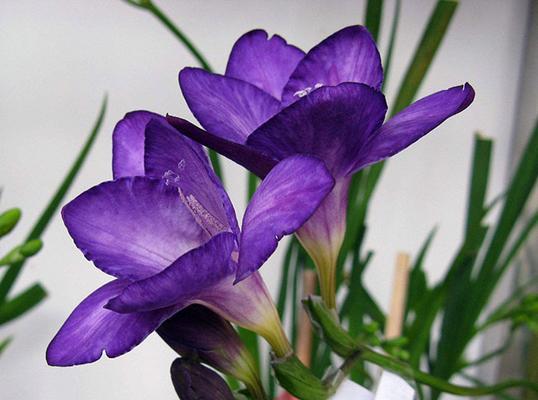 小苍兰是什么花？它的花语和养护技巧有哪些？