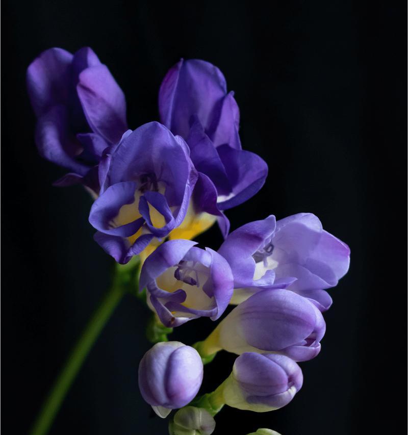 小苍兰是什么花？它的花语和养护技巧有哪些？