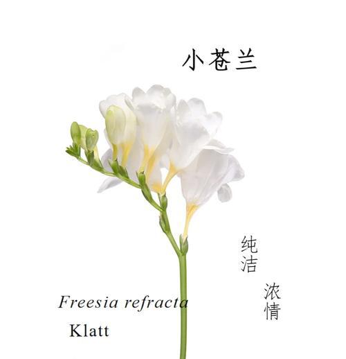 小苍兰是什么花？它的花语和养护技巧有哪些？