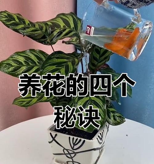 家庭养花草有哪些小技巧？