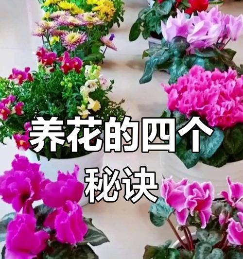 家庭养花草有哪些小技巧？